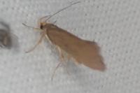 Crassa unitella