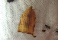 Archips podana