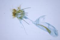 Cnephasia stephensiana