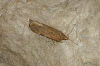 Bryotropha terrella