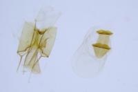 Bryotropha terrella