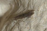 Monochroa hornigi