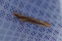 Pyroderces sarcogypsa