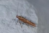 Pyroderces sarcogypsa