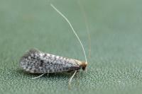Nematopogon robertella