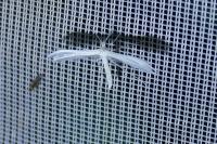 Pterophorus pentadactylus