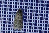 Gelechia muscosella