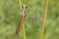 Pleurota aristella