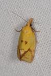 Agapeta hamana