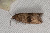Celypha striana