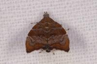 Choreutis nemorana