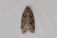 Cnephasia