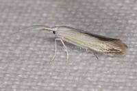 Coleophora