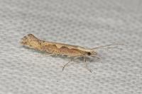 Plutella xylostella