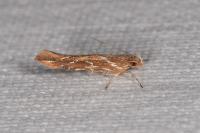 Pyroderces argyrogrammos
