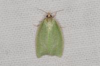 Tortrix viridana