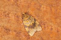 Aleimma loeflingiana