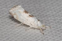 Niphonympha dealbatella