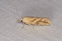 Thiodia citrana