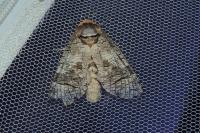 Cossus cossus