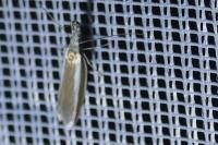 Pleurota aristella