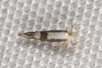 Argyresthia semifusca/spinosella