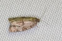 Dichelia histrionana