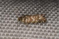 Epinotia tedella