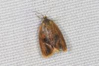 Ptycholoma lecheana