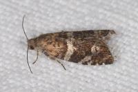 Epinotia fraternana