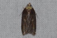 Acleris hastiana