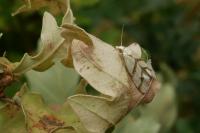 Aethes francillana