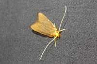 Eurodachtha pallicornella