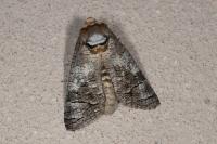 Cossus cossus