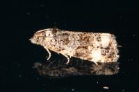 Endothenia