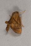 Apoda limacodes