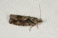 Zeiraphera isertana