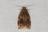 Archips xylosteana