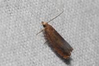Epinotia