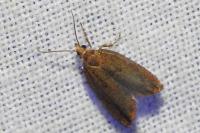 Epinotia