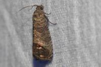 Cydia pomonella
