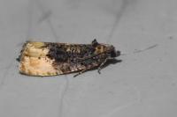 Hedya ochroleucana