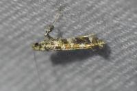 Gracillaria