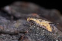 Brachmia dimidiella