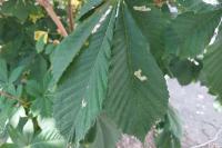 Cameraria ohridella