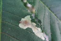 Cameraria ohridella