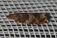 Ancylis achatana