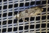 Paraswammerdamia albicapitella