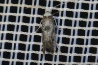 Paraswammerdamia albicapitella
