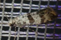 Scythropia crataegella